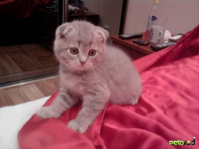 Продаю:  милого котика фото2