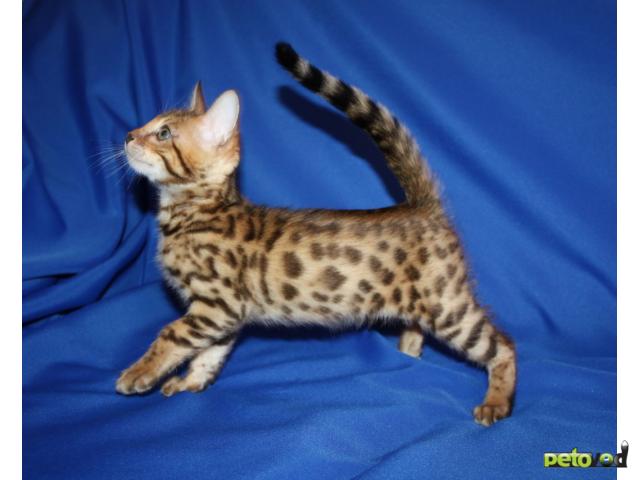 Продаю: Бенгальские котята фото3