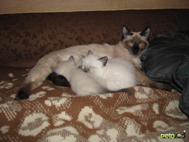 Продаю: Сиамские котята фото3