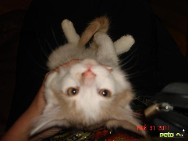 Продаю: Котенок сибирский мальчик фото2