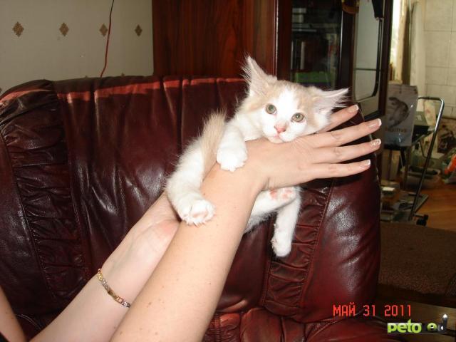 Продаю: Котенок сибирский мальчик фото3