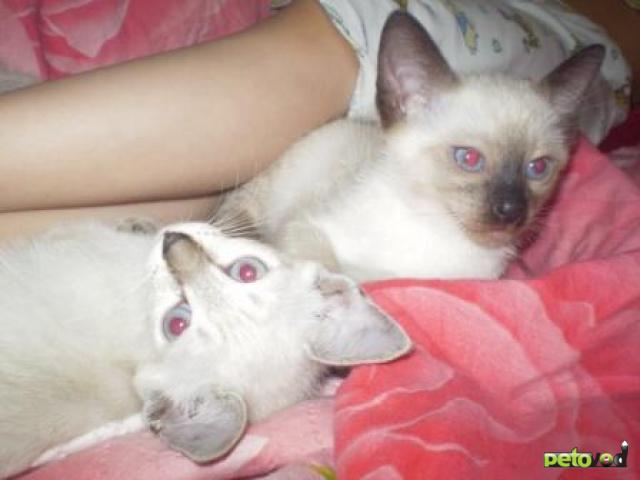 Продаю: Тайские голубоглазые котята