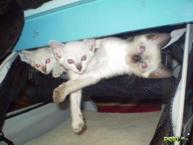 Продаю: Тайские голубоглазые котята фото2