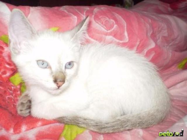 Продаю: Тайские голубоглазые котята фото3