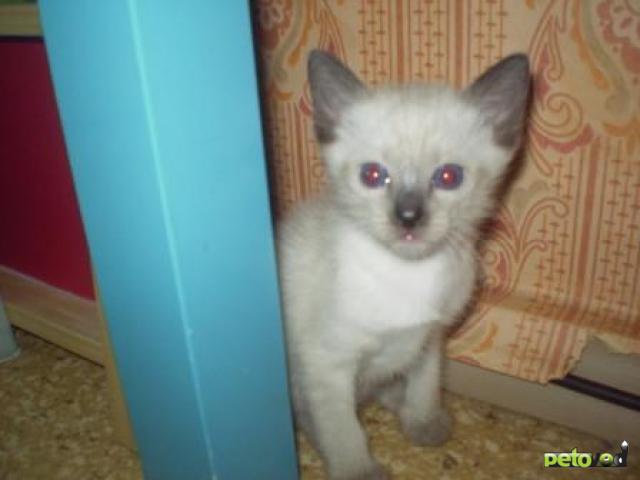 Продаю: Тайские голубоглазые котята фото4