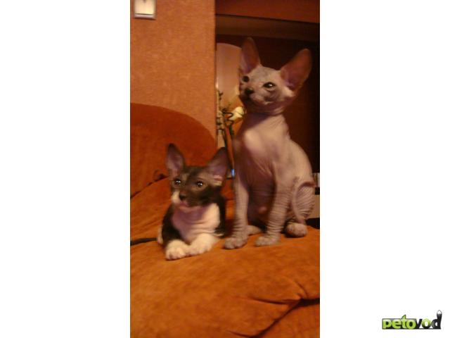 Продаю:  Сфинкских замечательных котят фото2