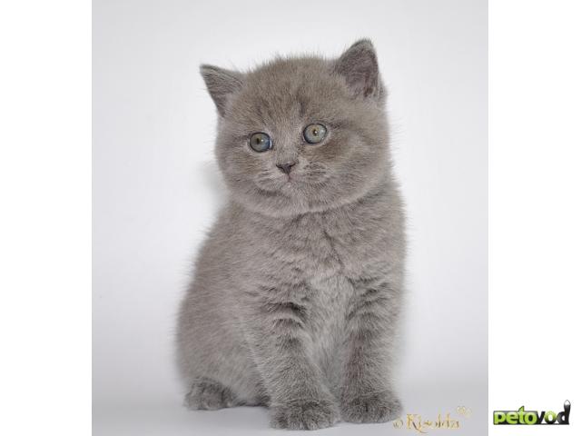 Продаю: Британские котята-аристократы фото4