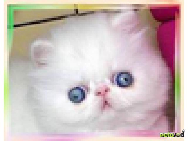 Куплю: Персидские котята белого и красного окраса    