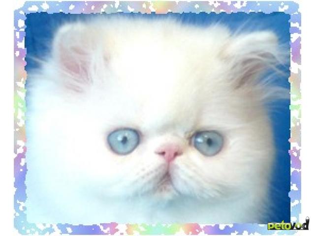 Куплю: Персидские котята белого и красного окраса     фото2