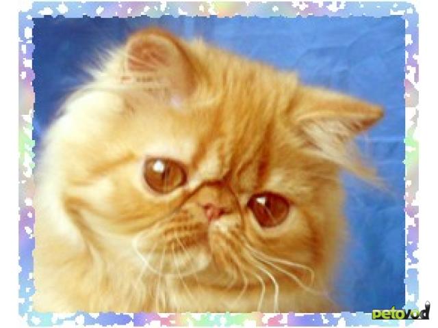 Куплю: Персидские котята белого и красного окраса     фото3