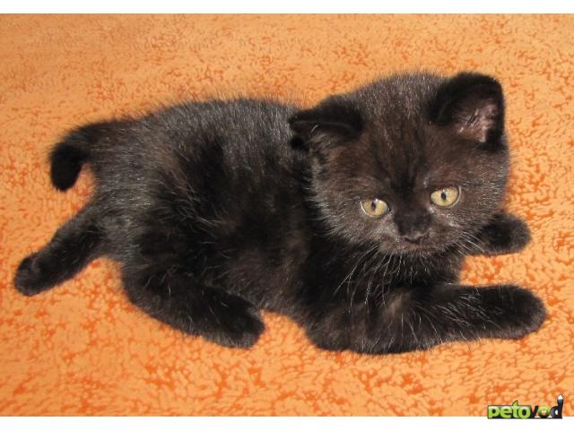 Продаю: Британские котята черного окраса в Брянске