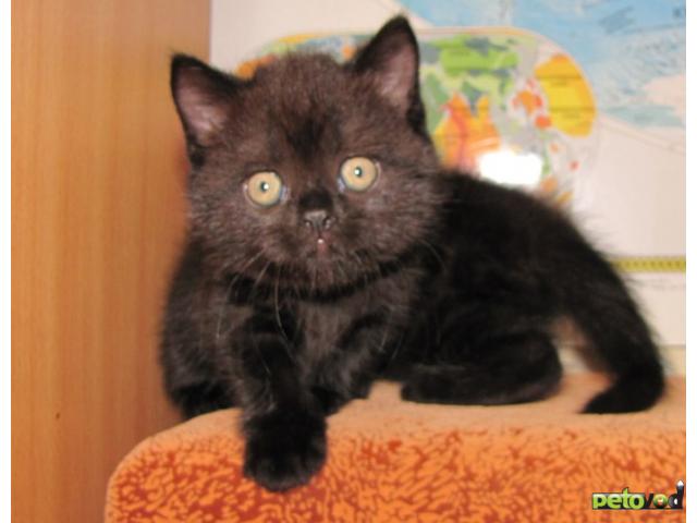 Продаю: Британские котята черного окраса в Брянске фото2