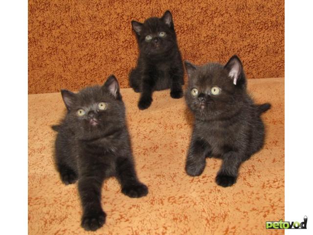 Продаю: Британские котята черного окраса в Брянске фото3