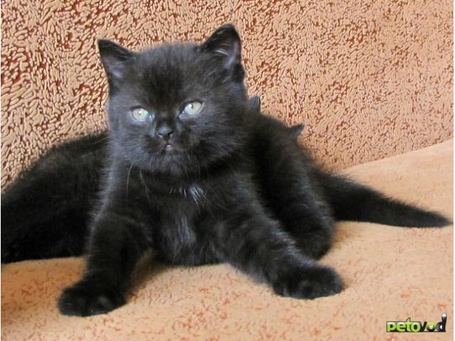Продаю: Британские котята черного окраса в Брянске фото4