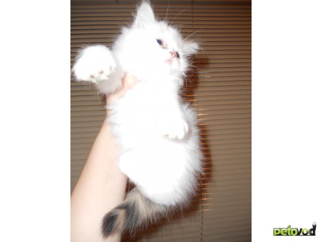 Отдам в дар: персидский котенок