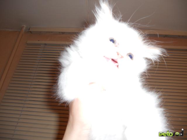 Отдам в дар: персидский котенок фото2