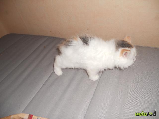 Отдам в дар: персидский котенок фото3