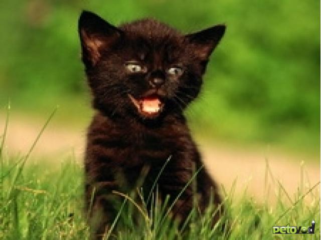 Отдам в дар: Отдам черного котенка, девочку, 2 месяца