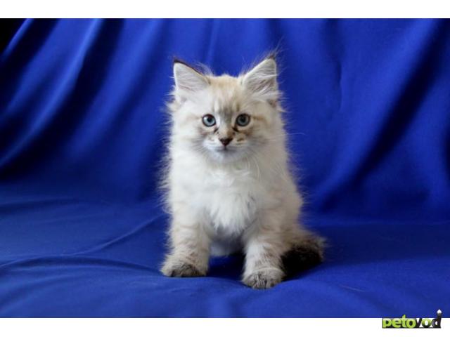 Продаю: Невские маскарадные (сибирские) котята
