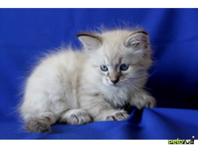 Продаю: Невские маскарадные (сибирские) котята фото2