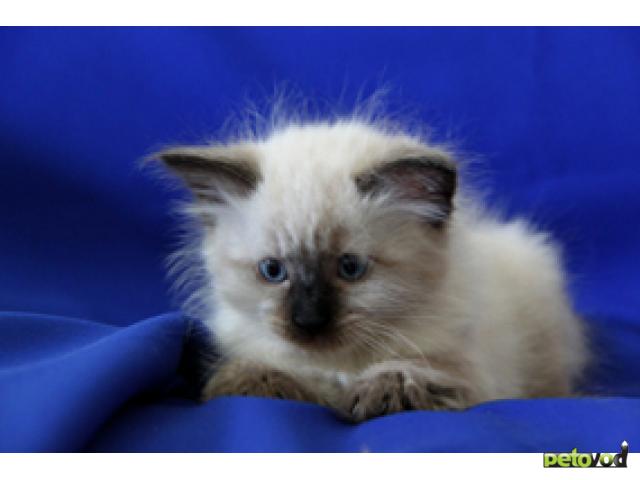 Продаю: Невские маскарадные (сибирские) котята фото3