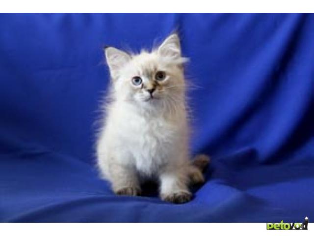 Продаю: Невские маскарадные (сибирские) котята фото4