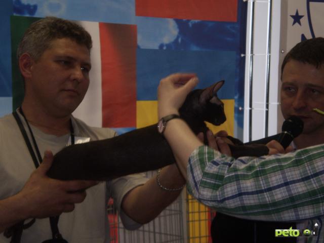 Продаю: продам котят Петербургского сфинкса фото2