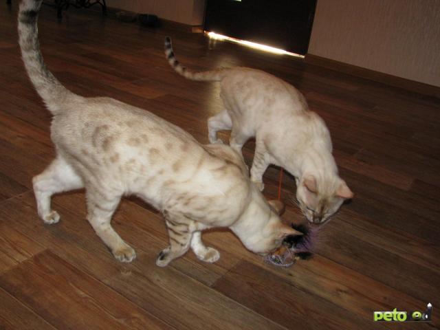 Продаю: Снежные бенгальские кошки фото2