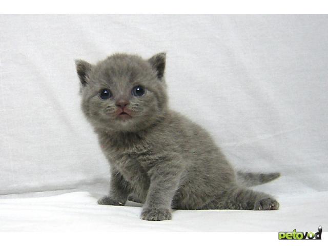 Продаю: Британские котята из питомника Steppe Stars фото2