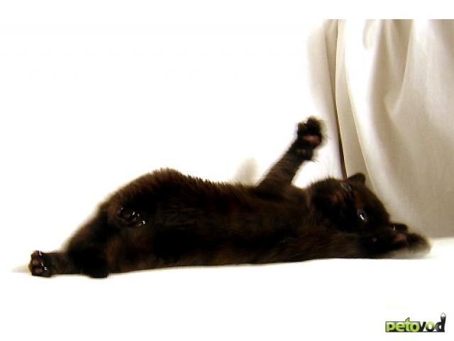Продаю: Британские котята из питомника Steppe Stars фото4