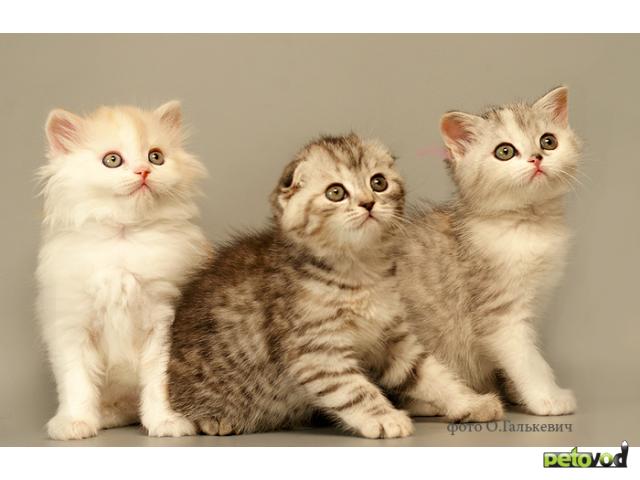 Продаю: Очаровательные котята шотландские вислоухие, фолд фото2