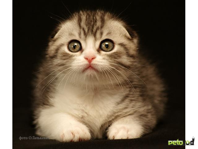 Продаю: Очаровательные котята шотландские вислоухие, фолд фото3