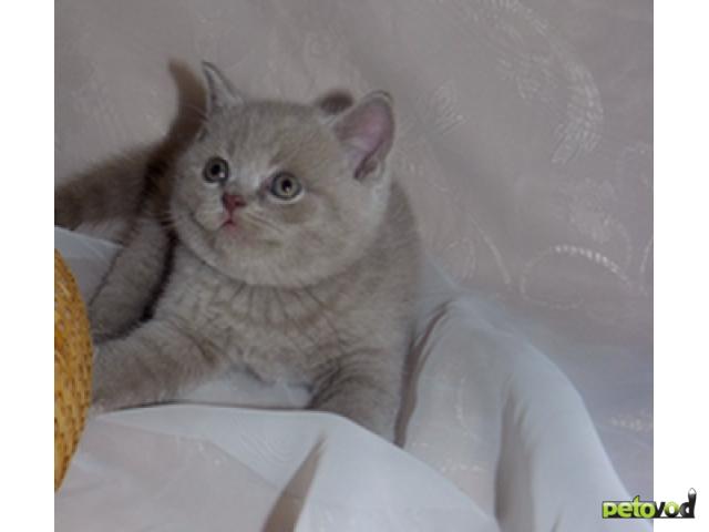Продаю: Британские котята лилового окраса и лилак-пойнт фото2