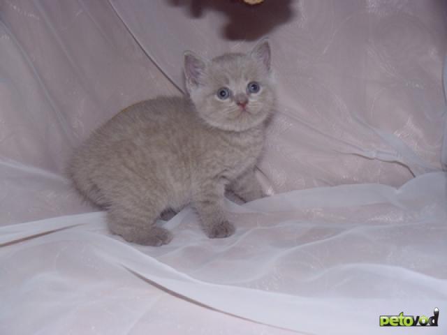 Продаю: Британские котята лилового окраса и лилак-пойнт фото3