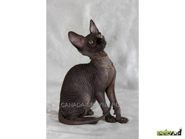 Продаю: Красивые котята канадских сфинксов