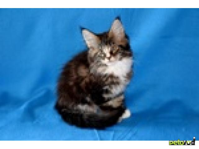Продаю: Мэйн кун котята из Германии для разведения фото2