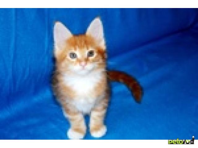 Продаю: Мэйн кун котята из Германии для разведения фото3