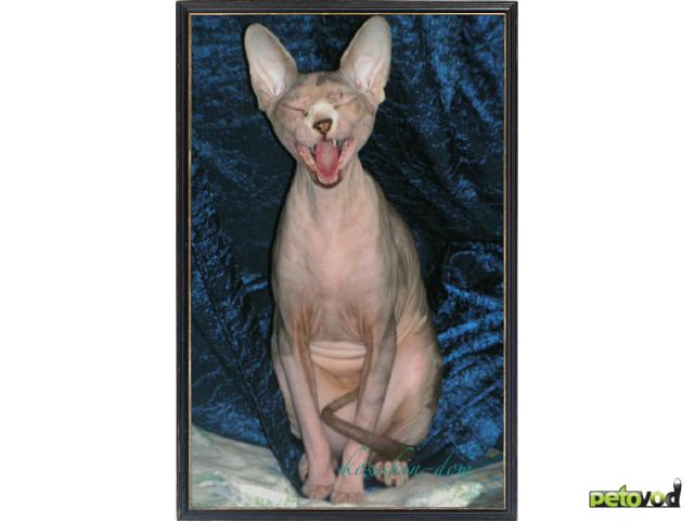 Продаю: Котята канадского сфинкса с голубыми глазами фото2