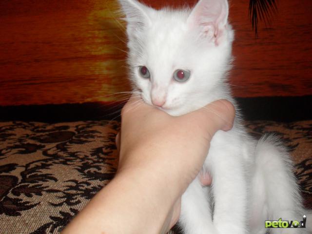 Отдам в дар: Белый котенок-котик в дар фото2