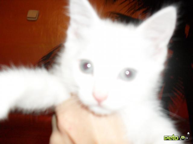 Отдам в дар: Белый котенок-котик в дар фото3