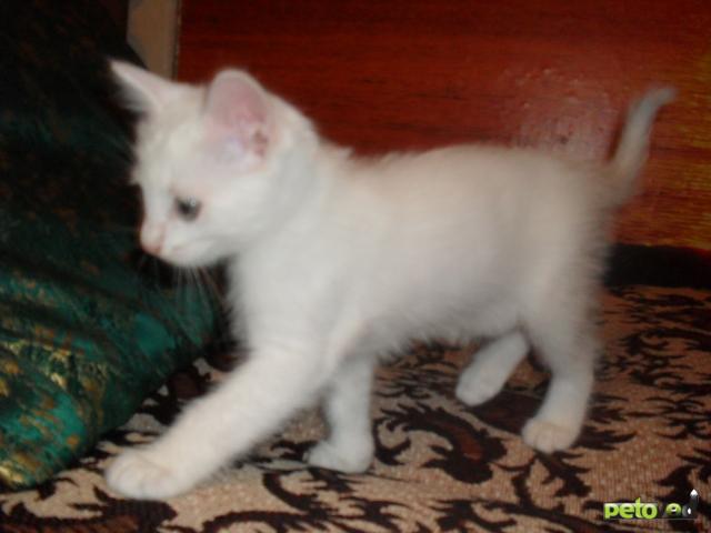 Отдам в дар: Белый котенок-котик в дар