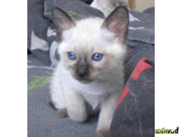 Продаю: Кошечка меконгского бобтейла с голубыми глазами
