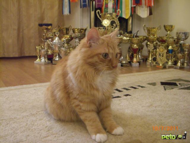 Продаю: Курильский бобтейл - котята от лучшего бобтейла  фото2