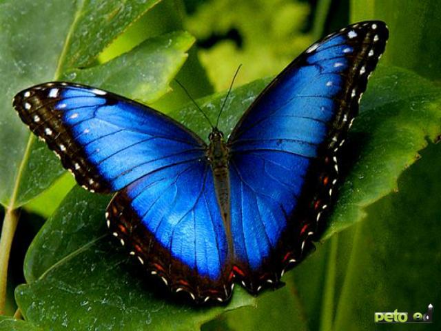 Бабочки стали «Осколками лета»