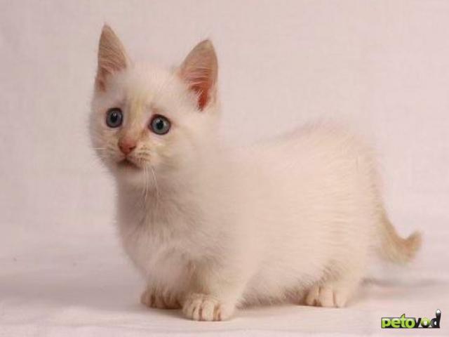Малыши-карандаши – самые маленькие породы кошек.