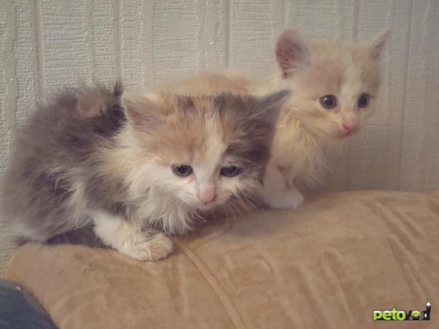 Отдам в дар: Два маленьких котенка ждут своих новых хозяев