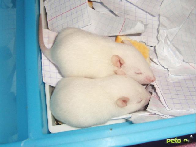 Продаю: ручные домашние крысята фото2