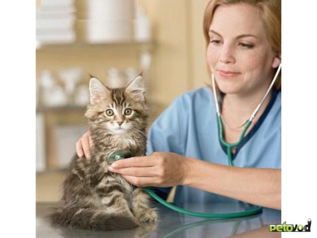 Общие болезни человека и кошки