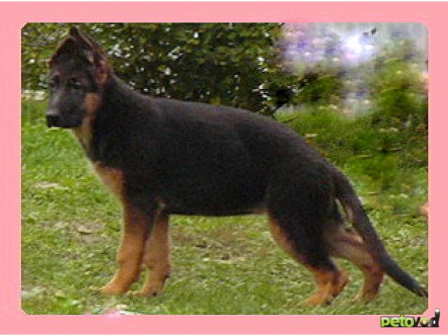 ROYAL CANIN корм для щенков German Shepherd Puppy