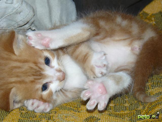 Отдам в дар: Рыжий усатый-полосатый котенок